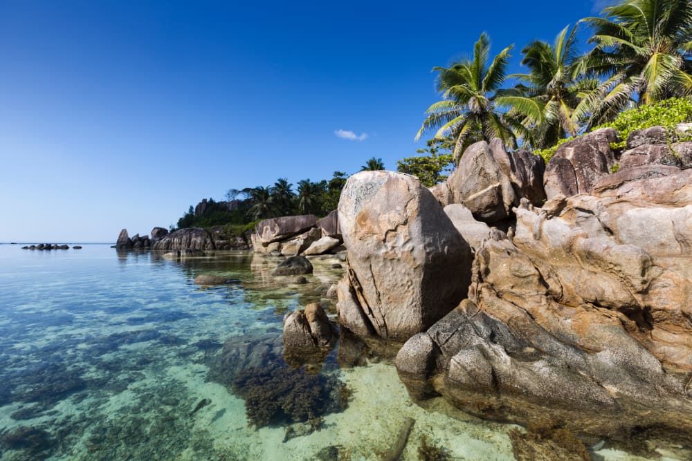 Sea Moss for Weight Loss