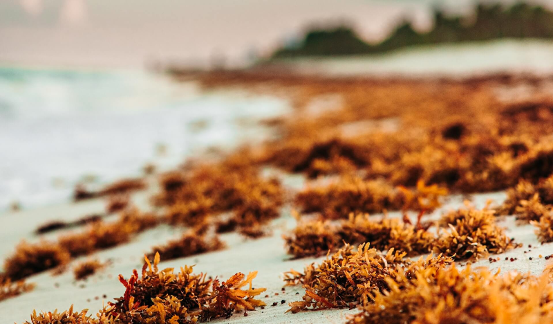 What is Sea Moss?