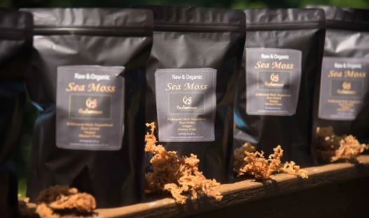 Four bags of Bulk 16oz Organic Dried Sea Moss displayed side by side with dried sea moss arranged along the bottom